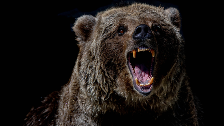 ΗΠΑ: 66χρονος σκοτώθηκε από αρκούδα στην Αριζόνα ενώ έπινε αμέριμνος τον πρωινό του καφέ